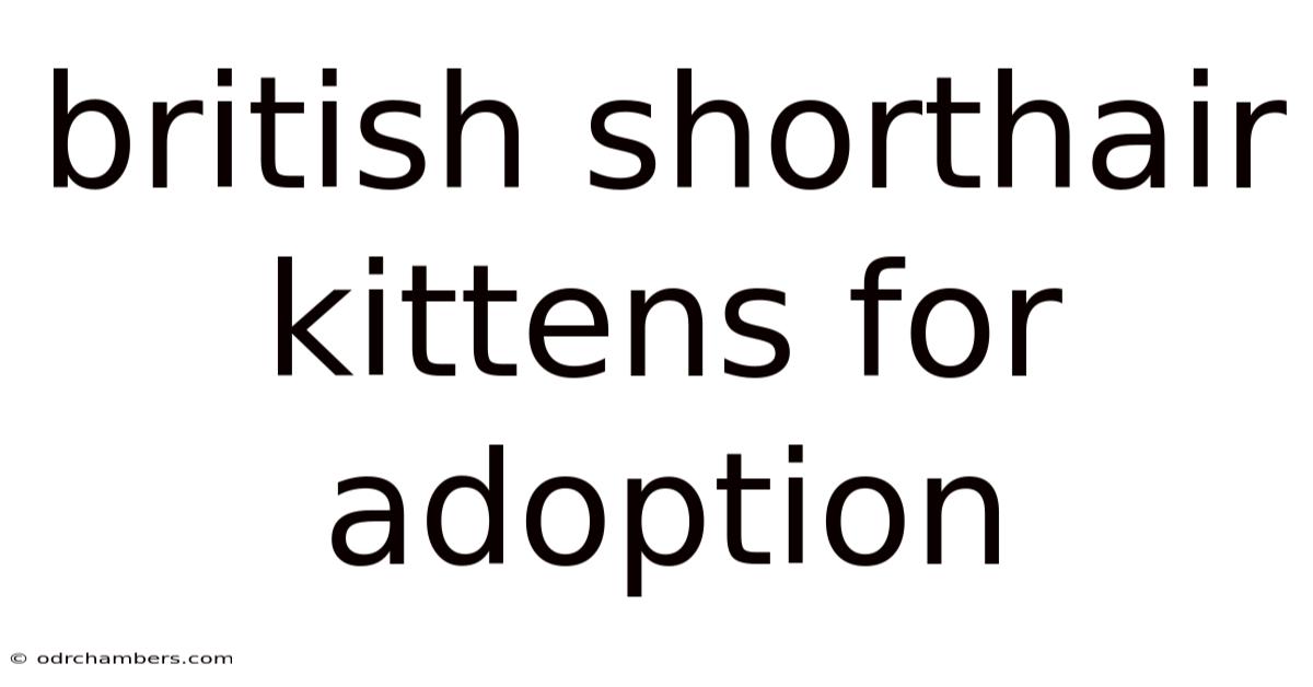 British Shorthair Kittens For Adoption