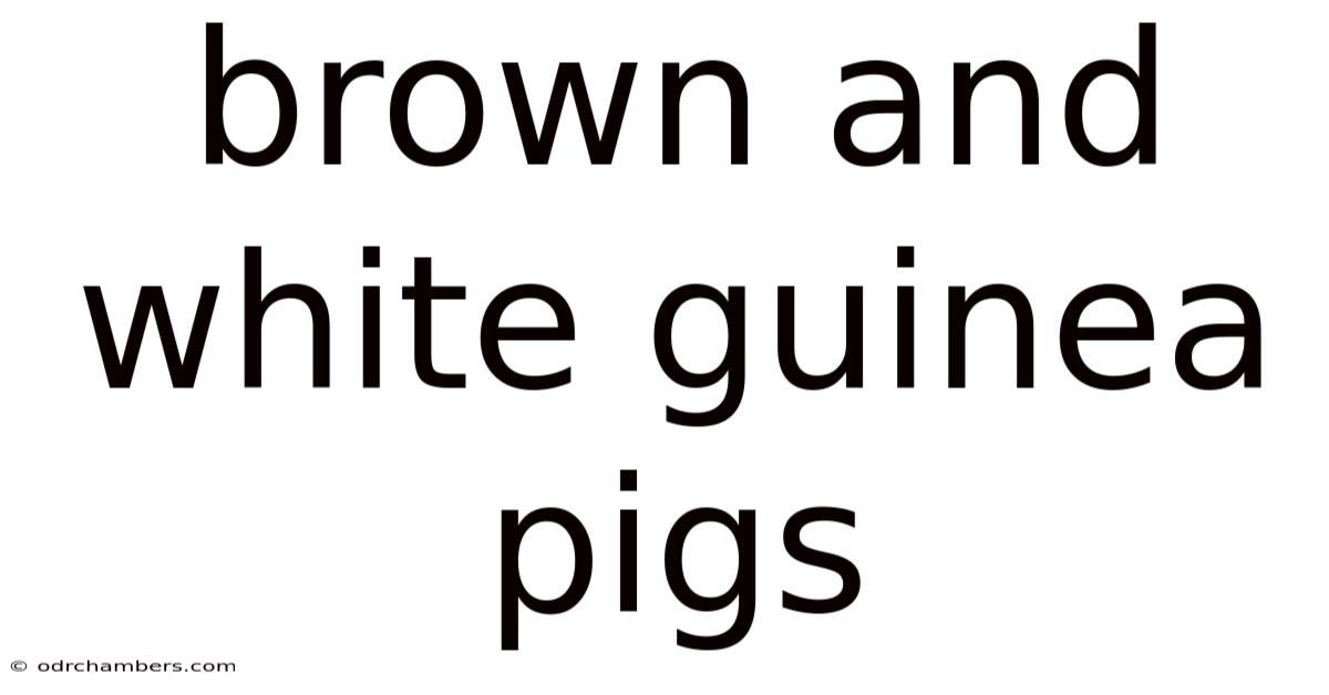 Brown And White Guinea Pigs