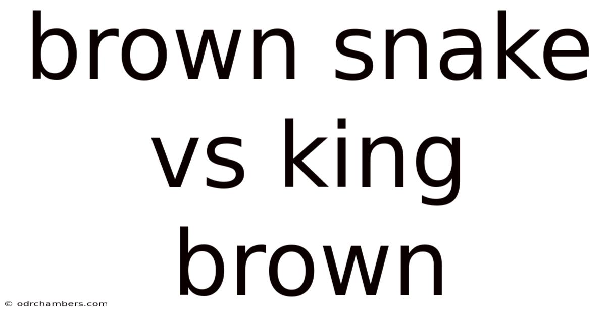 Brown Snake Vs King Brown