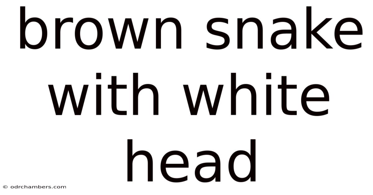 Brown Snake With White Head