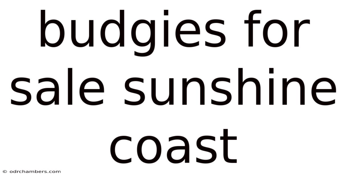 Budgies For Sale Sunshine Coast