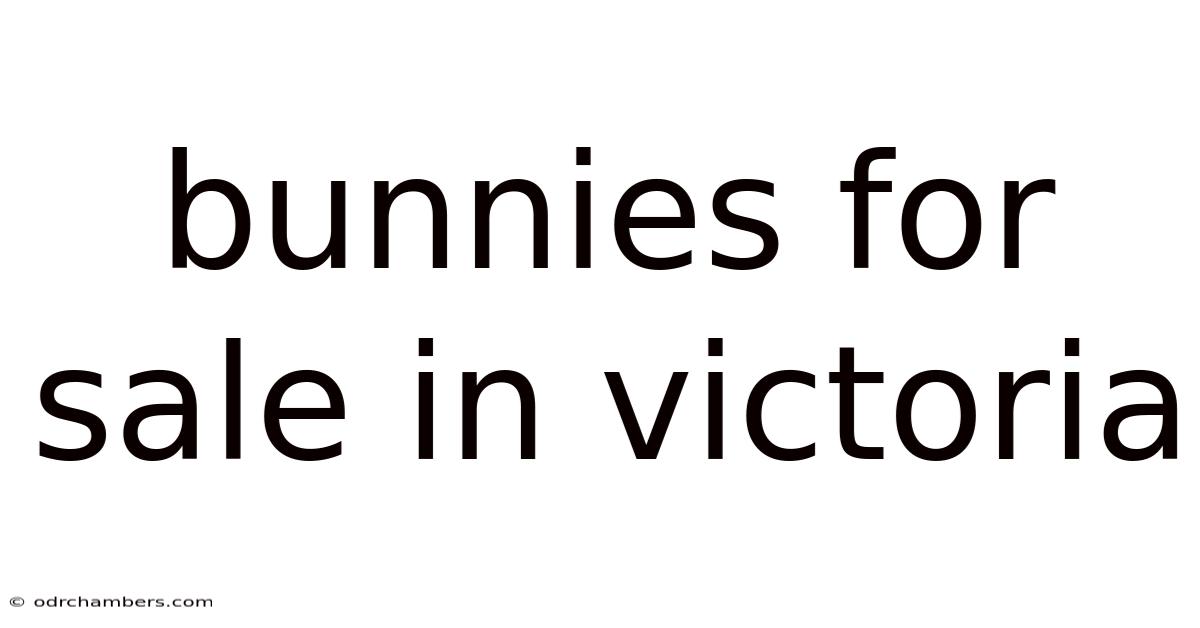 Bunnies For Sale In Victoria