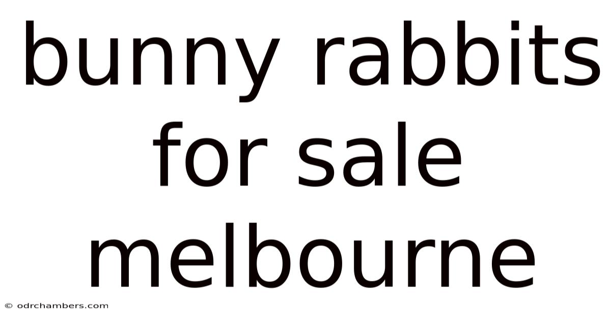 Bunny Rabbits For Sale Melbourne