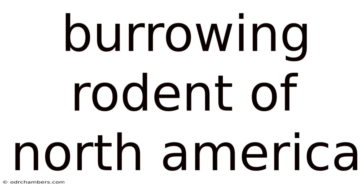 Burrowing Rodent Of North America