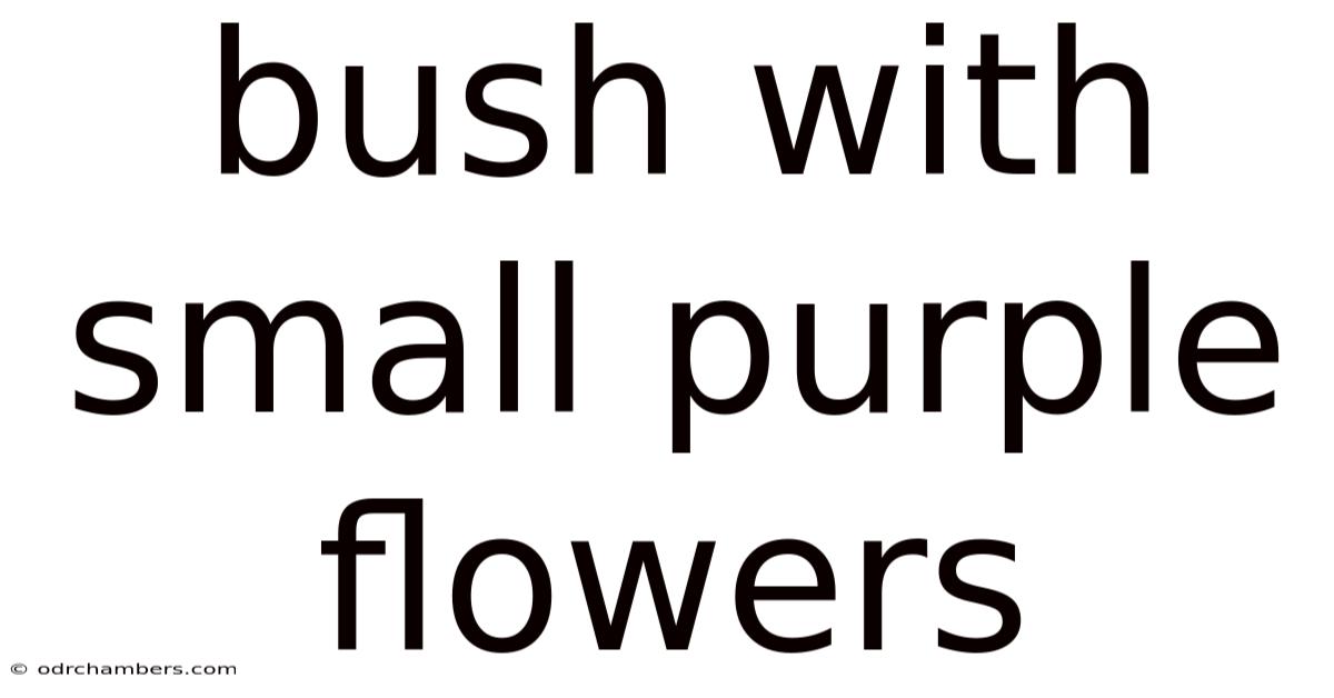 Bush With Small Purple Flowers