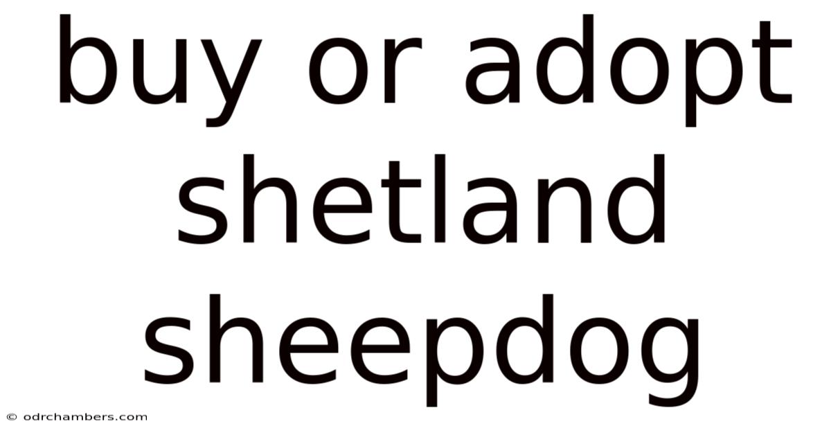 Buy Or Adopt Shetland Sheepdog