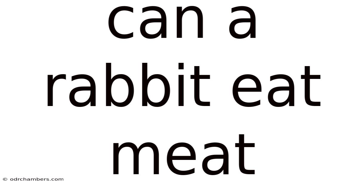 Can A Rabbit Eat Meat