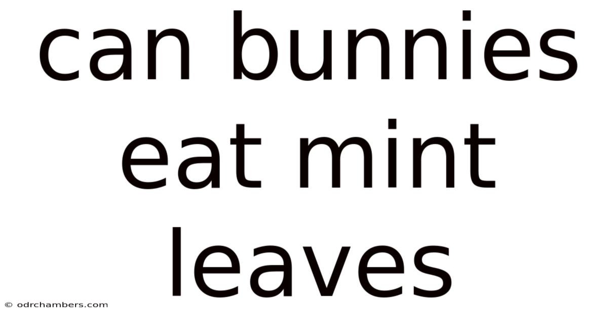 Can Bunnies Eat Mint Leaves