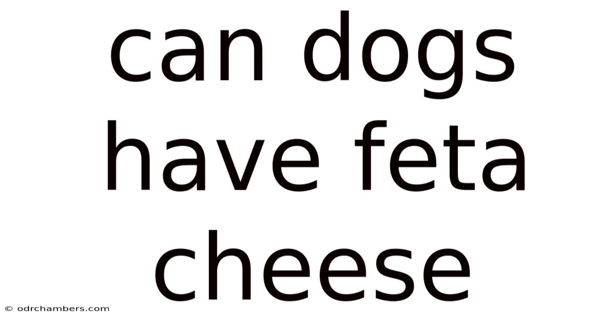 Can Dogs Have Feta Cheese