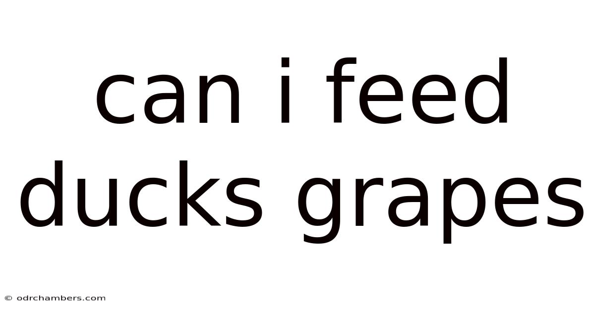 Can I Feed Ducks Grapes