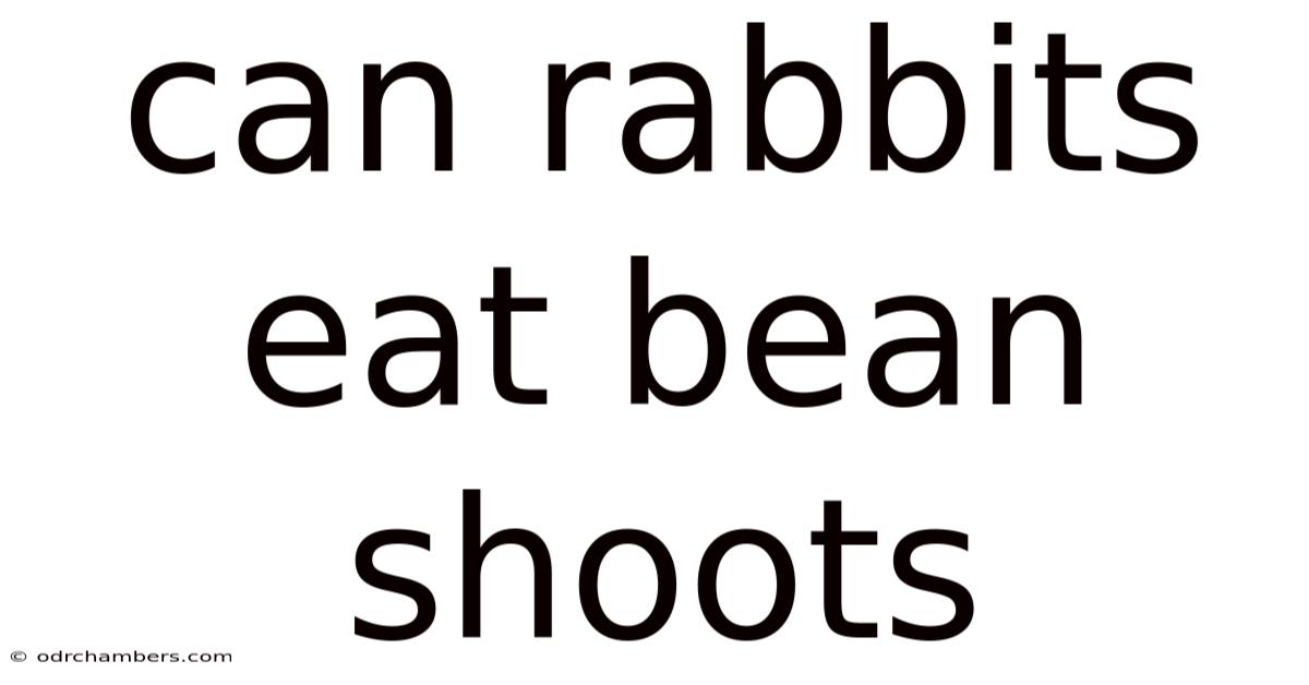 Can Rabbits Eat Bean Shoots