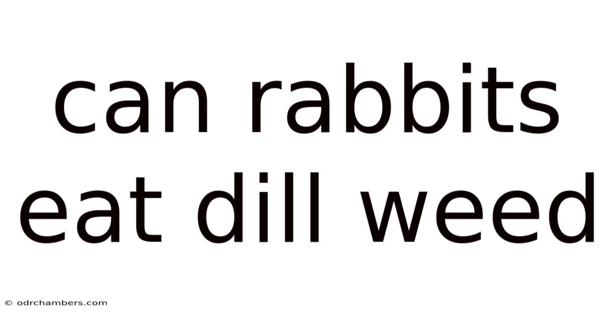 Can Rabbits Eat Dill Weed