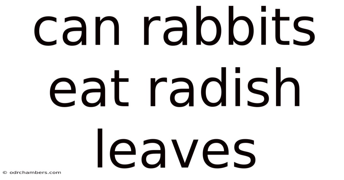 Can Rabbits Eat Radish Leaves