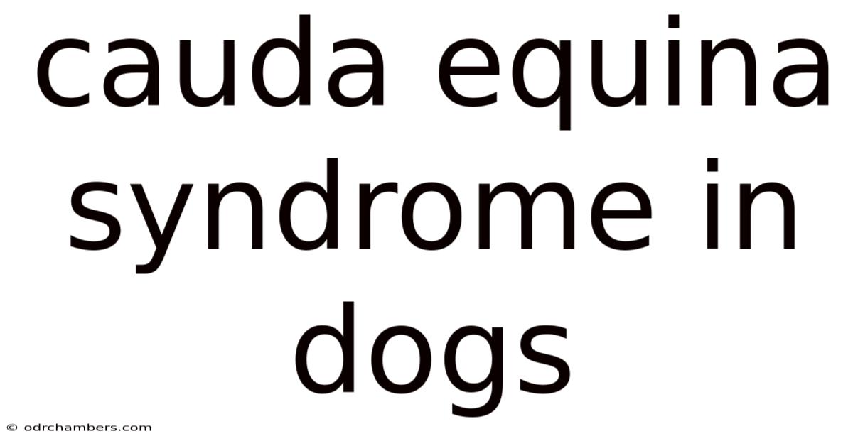 Cauda Equina Syndrome In Dogs