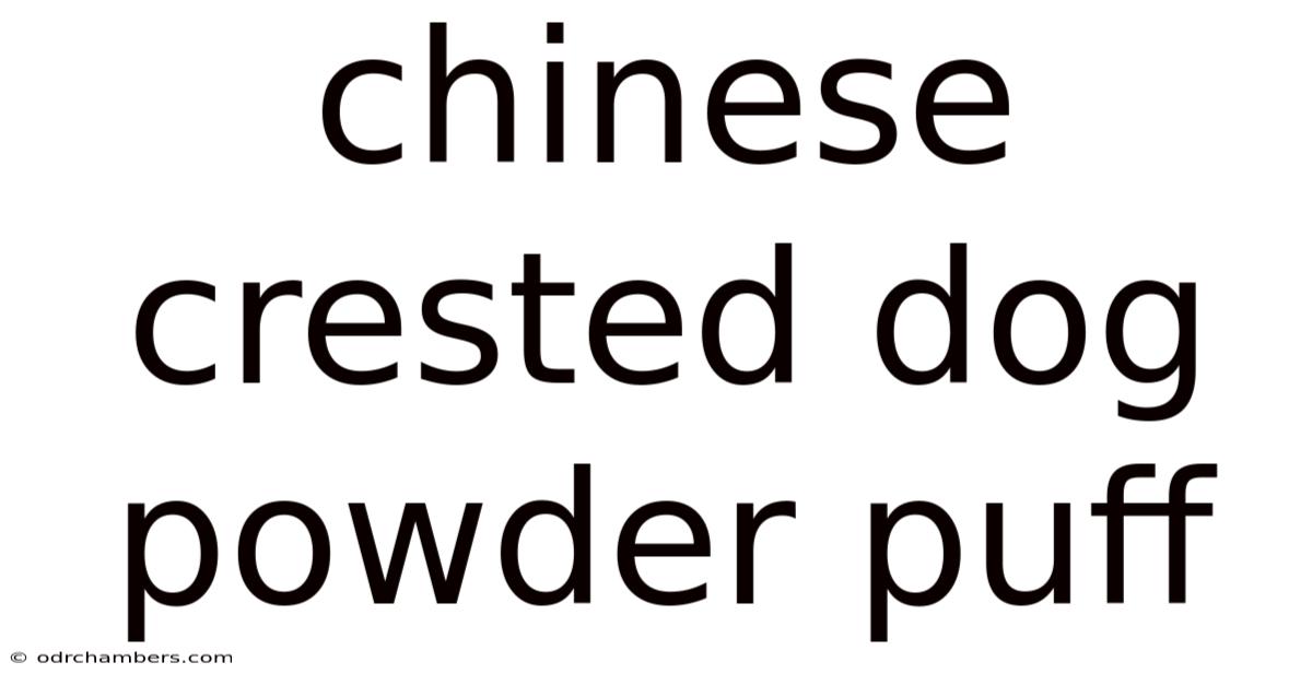 Chinese Crested Dog Powder Puff