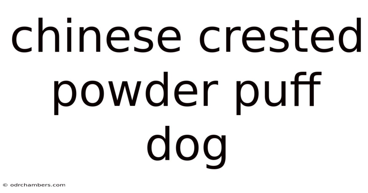 Chinese Crested Powder Puff Dog
