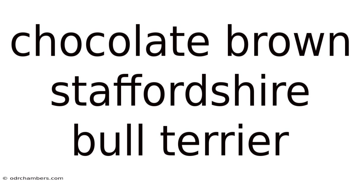 Chocolate Brown Staffordshire Bull Terrier