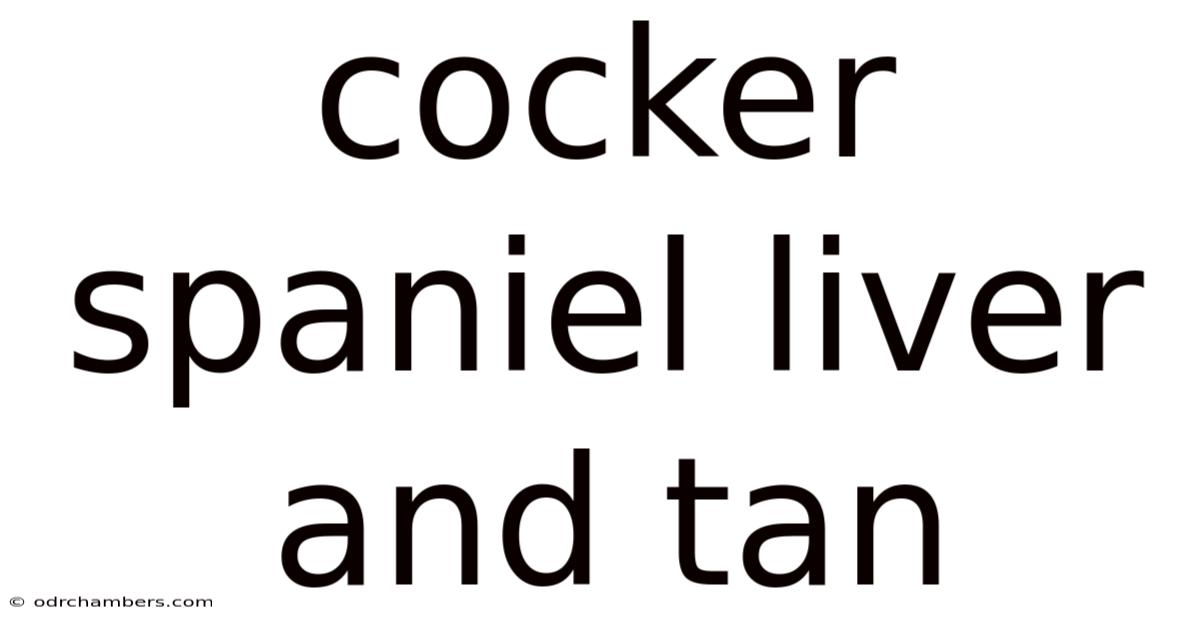 Cocker Spaniel Liver And Tan