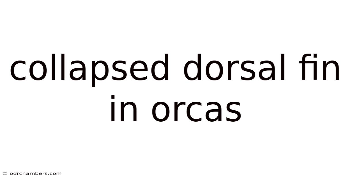 Collapsed Dorsal Fin In Orcas