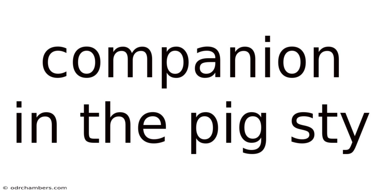 Companion In The Pig Sty