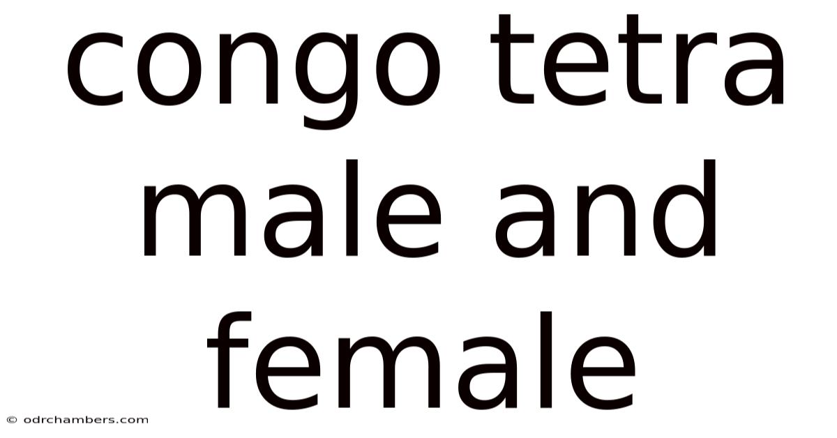 Congo Tetra Male And Female