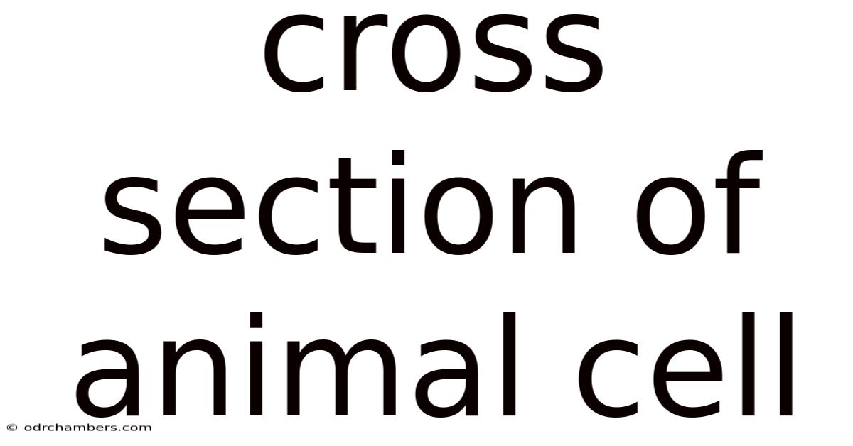Cross Section Of Animal Cell