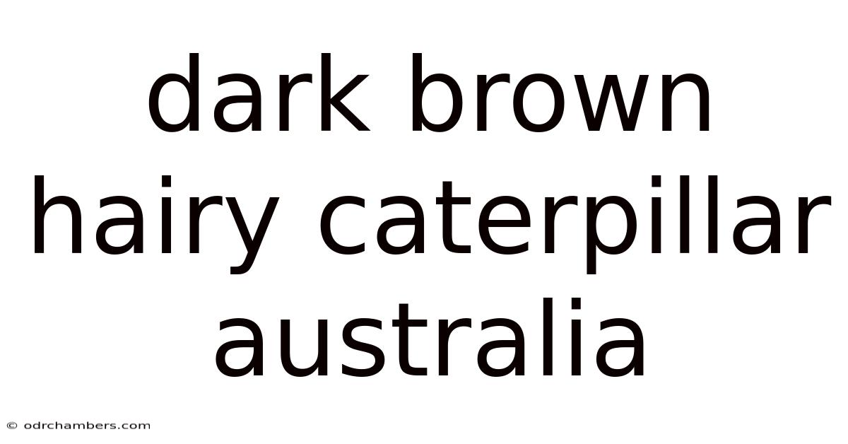 Dark Brown Hairy Caterpillar Australia