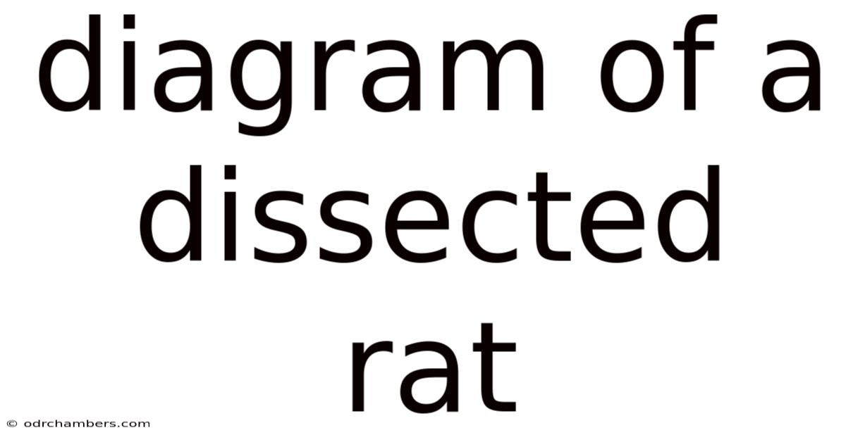 Diagram Of A Dissected Rat
