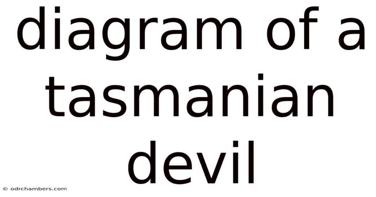 Diagram Of A Tasmanian Devil