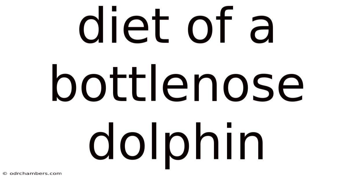 Diet Of A Bottlenose Dolphin