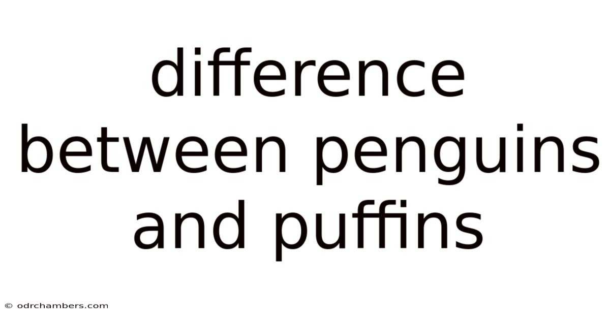 Difference Between Penguins And Puffins