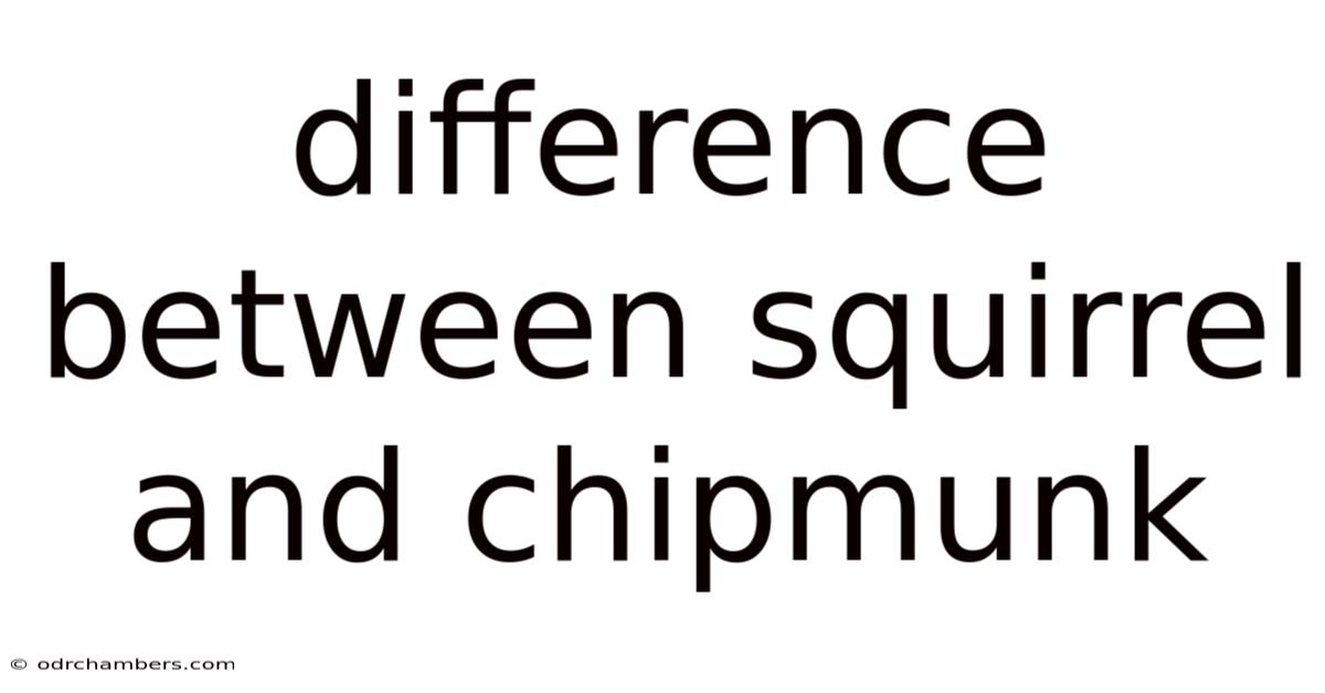 Difference Between Squirrel And Chipmunk