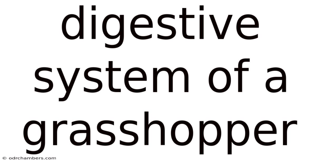 Digestive System Of A Grasshopper