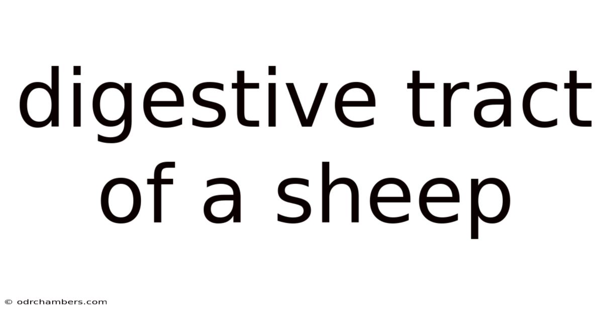 Digestive Tract Of A Sheep