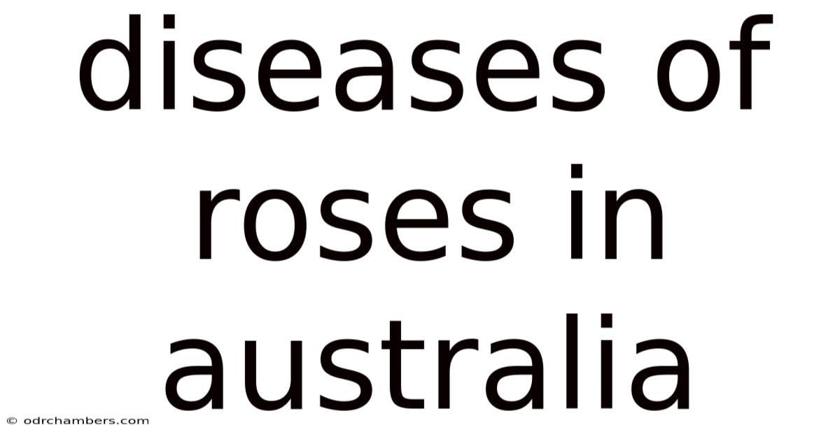 Diseases Of Roses In Australia
