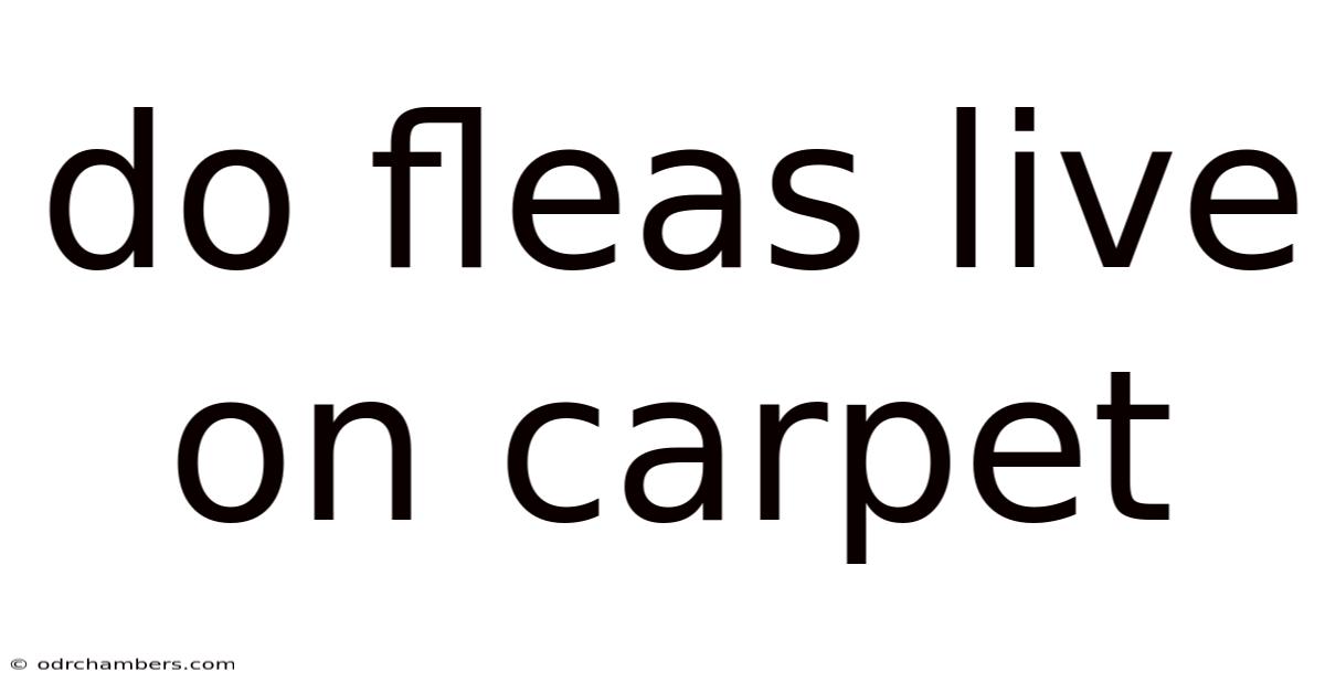 Do Fleas Live On Carpet
