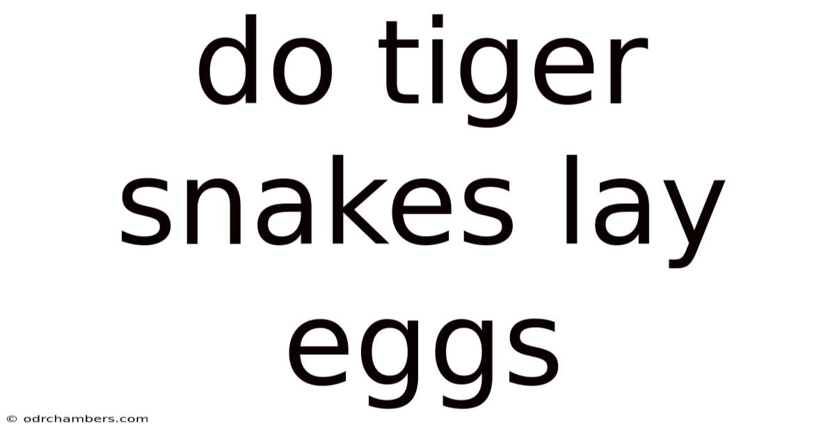 Do Tiger Snakes Lay Eggs