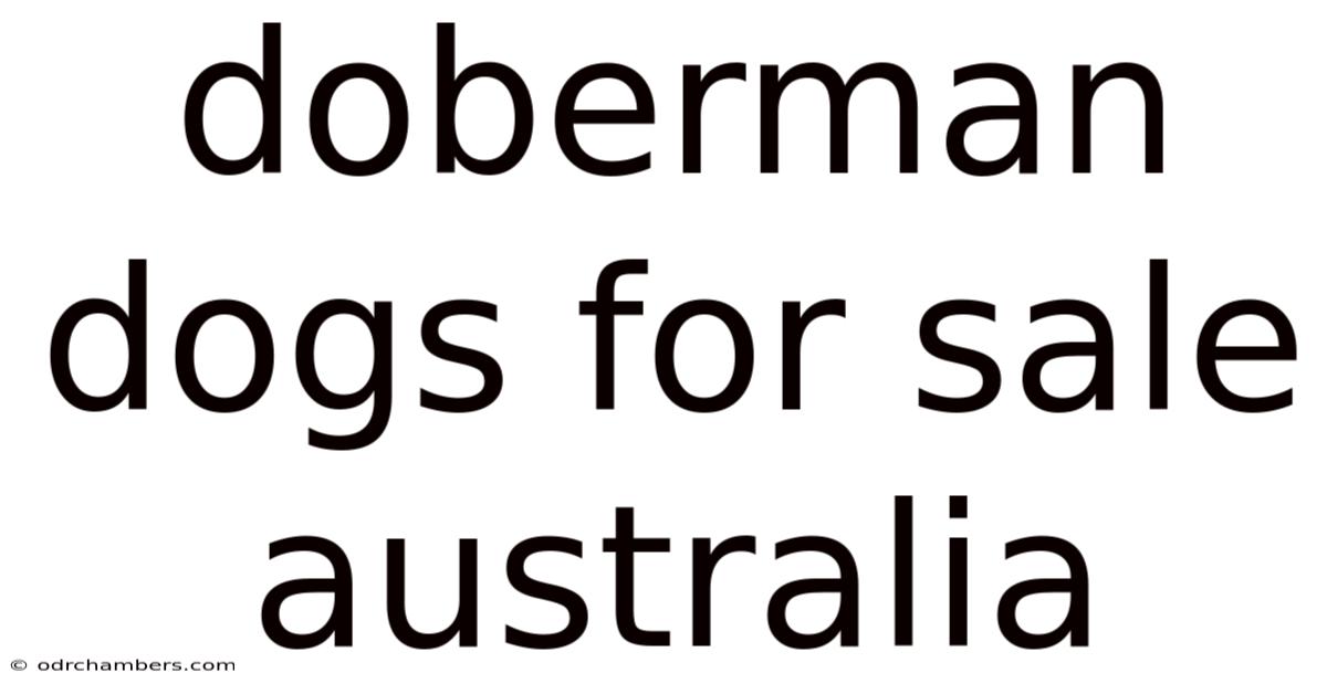 Doberman Dogs For Sale Australia