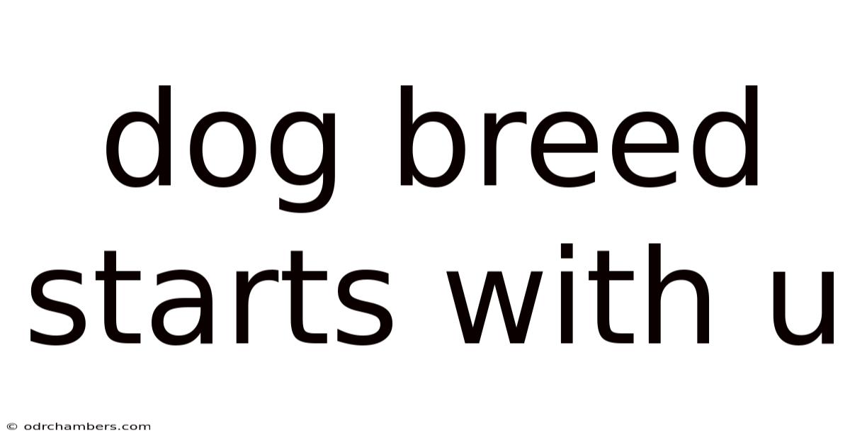 Dog Breed Starts With U