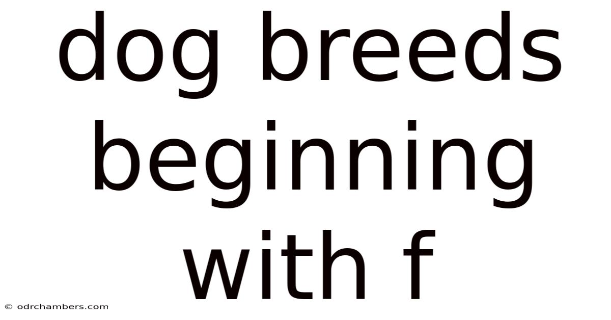 Dog Breeds Beginning With F