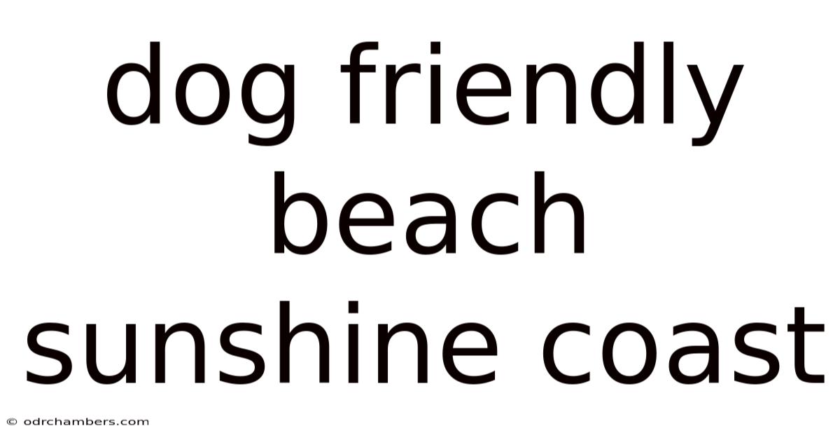 Dog Friendly Beach Sunshine Coast