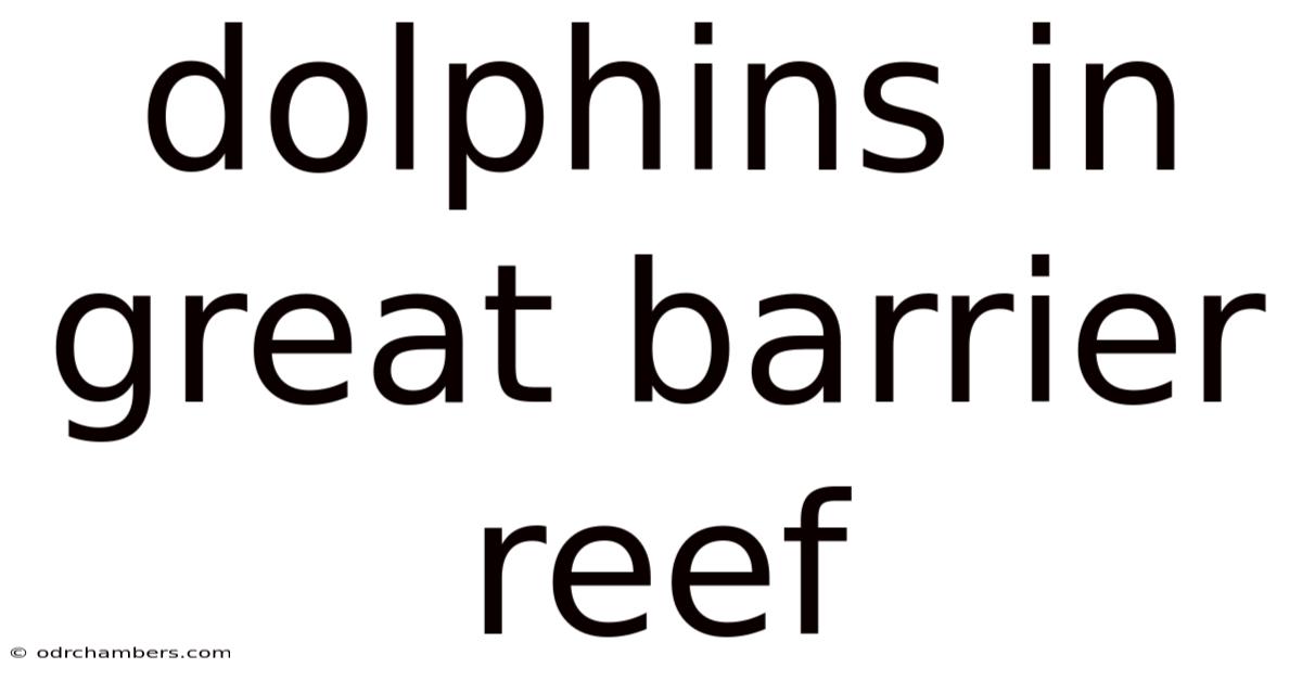Dolphins In Great Barrier Reef