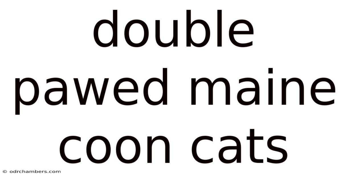 Double Pawed Maine Coon Cats