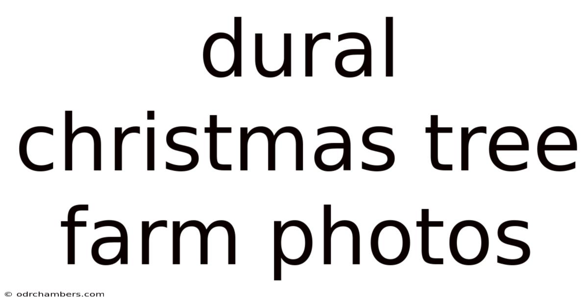 Dural Christmas Tree Farm Photos