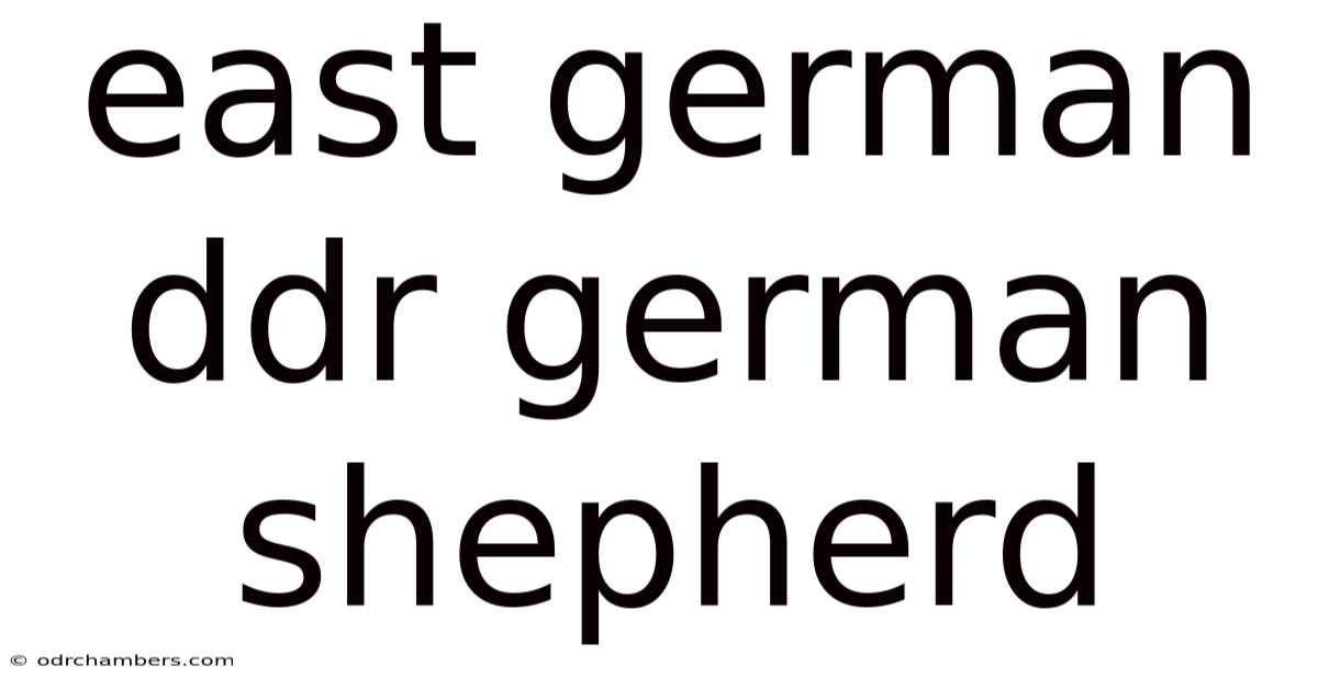 East German Ddr German Shepherd