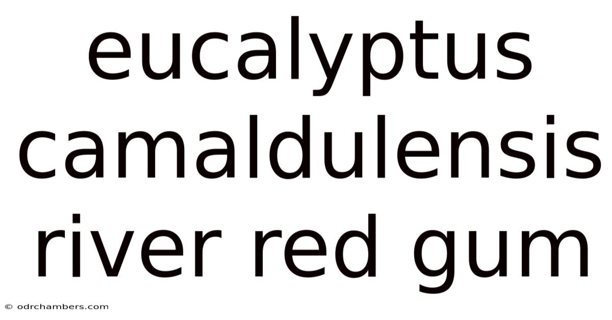 Eucalyptus Camaldulensis River Red Gum