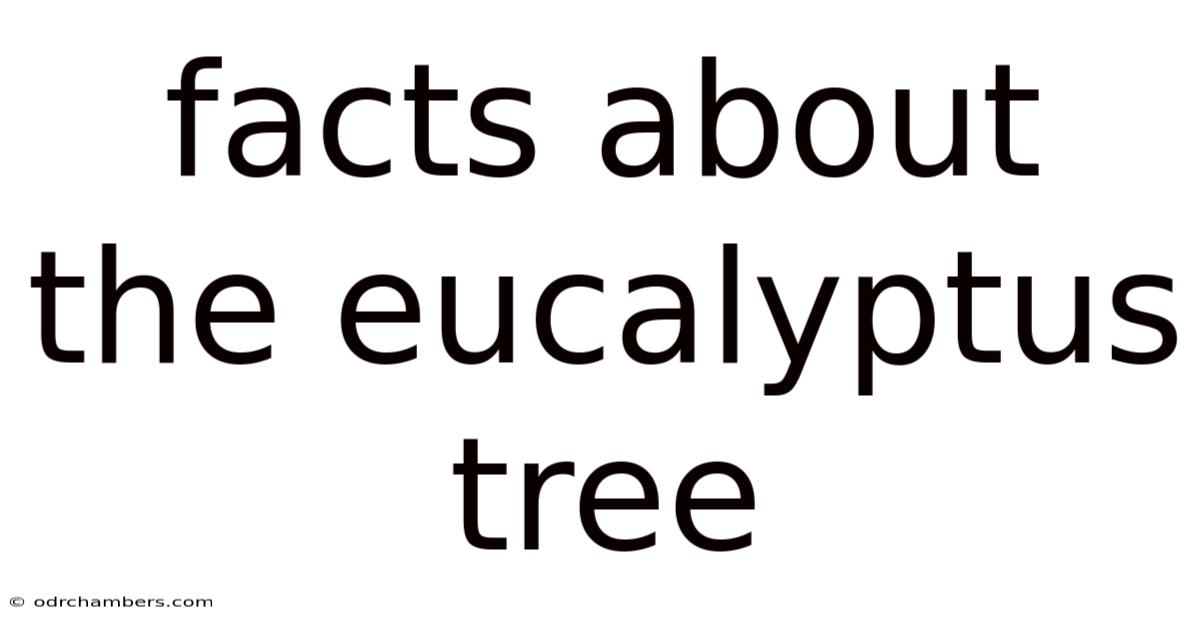 Facts About The Eucalyptus Tree