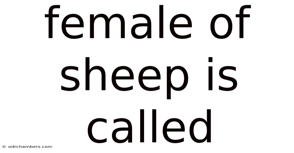 Female Of Sheep Is Called