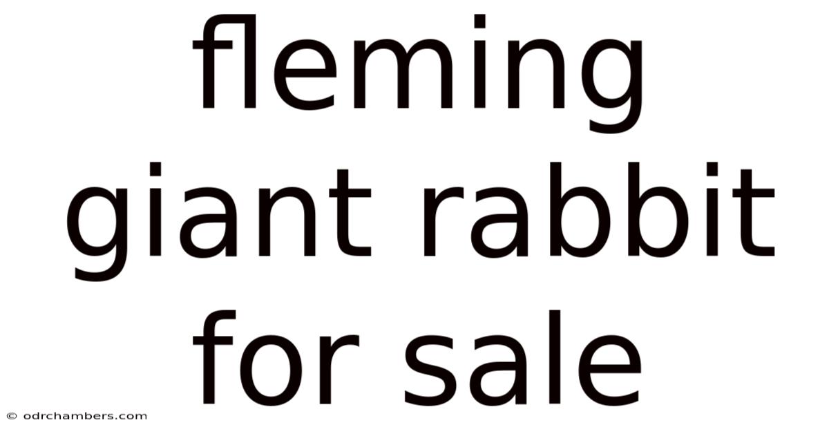 Fleming Giant Rabbit For Sale