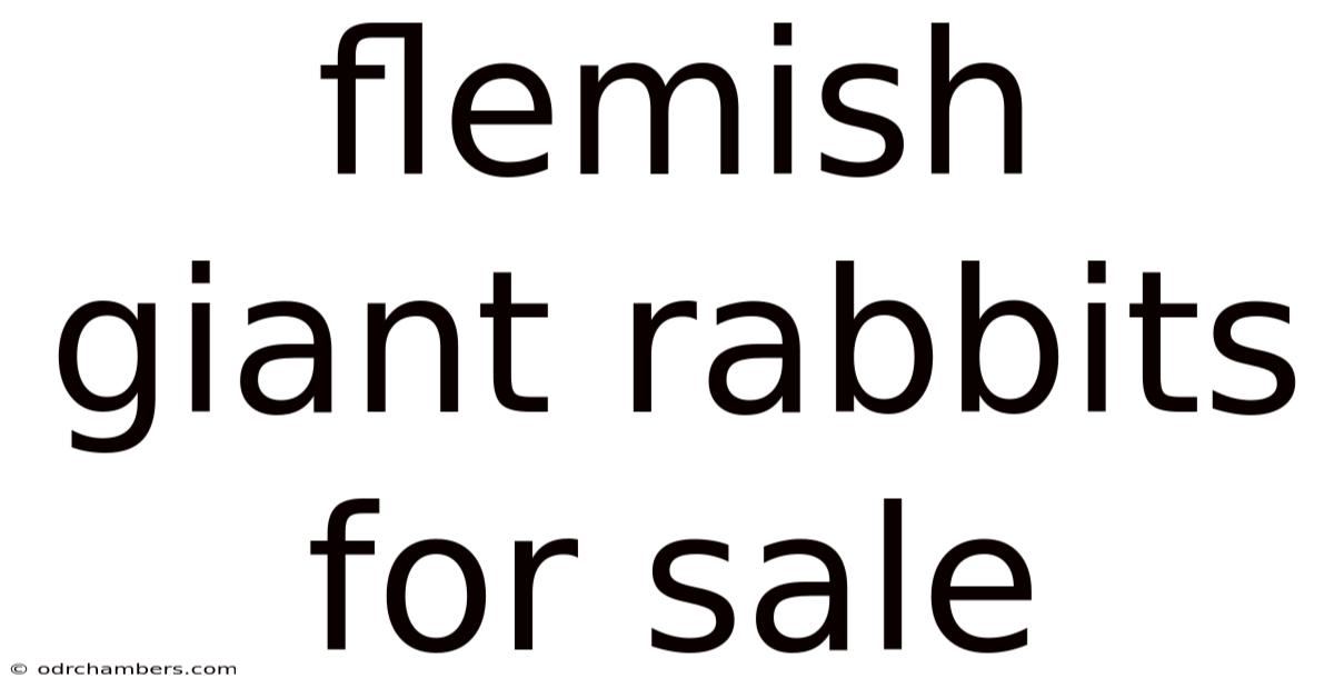 Flemish Giant Rabbits For Sale